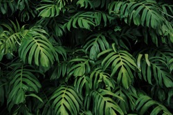 Green leaves of Monstera philodendron plant growing in wild, the tropical forest plant, evergreen vines abstract color on dark background. 