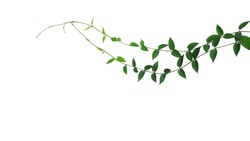 Heart-shaped green leaf wild climbing vine liana plant isolated on white background, clipping path included.