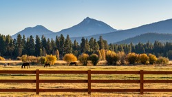 Fall Color Trees on a Ranch with Fence and Horses