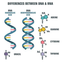 Vector scientific icon spiral of DNA and RNA. An illustration of the differences in the structure of the DNA and RNA molecules. Image poster structure RNA and DNA
