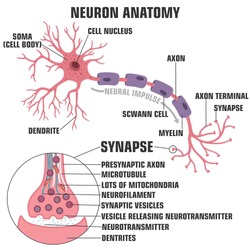 Vector scientific icon structure of neuron and synapse. Description of the anatomy of the neuron of the brain and synapse. Illustration of the structure of a neuron and synapse in a flat minimalism