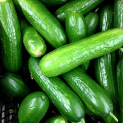 Macro Photo food cucumbers. Texture pattern background green cucumbers. Image fresh green cucumbers