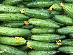 Macro photo fresh green cucumbers. Stock photo vegetable cucumbers