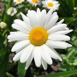 Macro photo white daisy. Stock photo white daisy flower
