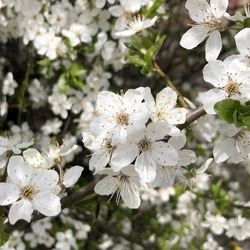 Macro photo white cherry flowers. Stock photo blooming sakura flowers