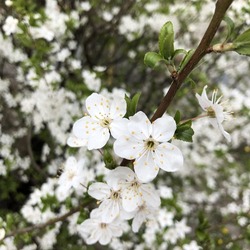Macro photo blooming sakura tree. Stock photo nature plant white cherry blossom flowers
