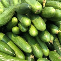 Macro photo green fresh cucumbers. Stock photo green cucumber vegetable background