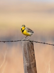 a pretty male western meadowlark perched on a wooden fence post in spring near stearns lake in carolyn holmberg preserve in boulder county, near broomfield, colorado