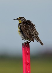 A scruffy female western  meadow lark  bird sitting on a pink  fence pole in the prairie of rocky mountain national wildlife refuge in commerce city near denver. colorado