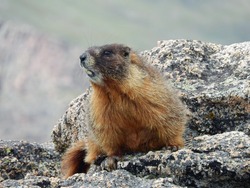 Yellow-bellied marmot  spoofed on a boulder while hiking up mount evans, colorado         