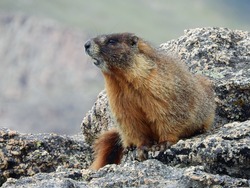 marmot sitting on granite on mount evans, colorado         