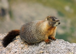 yellow-bellied  marmot on a rock on mount evans, colorado        