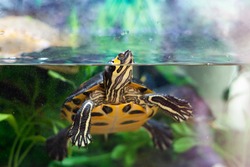 A tortoise in his aquarium