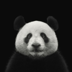 Panda bear face isolated on black background