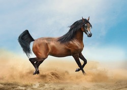 bay arabian horse running in desert