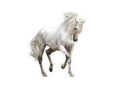 white andalusian horse stallion isolated on white background