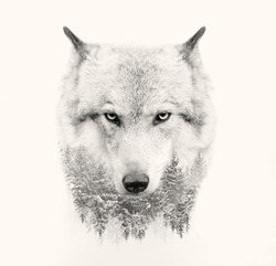 The wolf face on white background double exposure