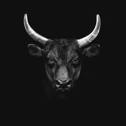 black camargue bull face portrait isolated on white background