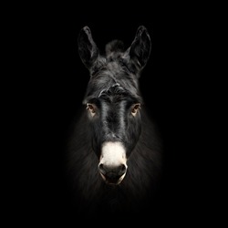 donkey face isolated on black background