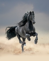 black friesian horse running in desert