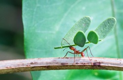 A leafcutter ant carries a large piece of a plant to its colony. Tortuguero National Park, Costa Rica.