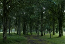 Pathway amongst the trees. Greenery landscape, calm and peaceful scenic. Moody morning light. Nature landscape 