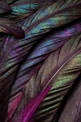 Macro Closeup of the Colorful Details and  Texture of the Feathers of a Bird