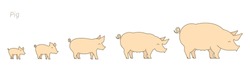 Pig farm. Breeding pigs set. Stages of pig growth. Pork production. Cattle raising. Piglet grow up animation progression. Flat vector.