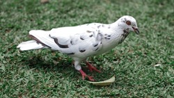 Pigeon or dove with leaf in park of bird with grass background