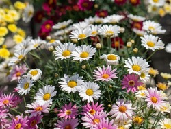 Argyranthemum frutescens, Boston daisy also known as Paris Daisy, Paris Marguerite, White Marguerite, Daisy with pink and red blossoms