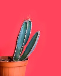 Green mexican cactus in decor pot over bright red pastel background. Colorful summer trendy creative concept. Minimal contemporary pop art. Funky houseplant still life.