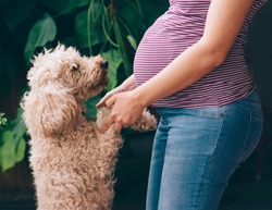 Closeup of pregnant woman and her dog playing in the park.