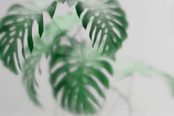Tropical monstera plant behind frosted glass. Abstract botanical background with green foliage. Asian indoor garden with palm tree wallpaper. 