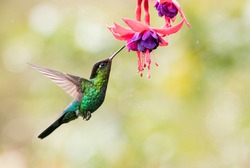 Fiery throated hummingbird is sucking the nectar out of the pink purple fuchsia flowers in Costa Rica. With movement in his wings and blurry green background.