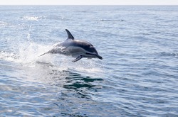 One short-beaked common dolphin jumps out the water with splashes and shadow is beneath it