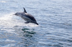 One Short-beaked common dolphin jumps out of the water to the right at Sagres