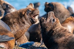 Two male South American Sea Lions are fighting on the beach at Peninsula Valdes, on the Atlantic Ocean in Argentina