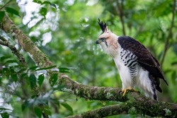 A rare Ornate Hawk-eagle is a big predator, and sitting on a branch at Urugua-i Reserve in Misiones, Argentina
