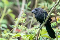 A Smooth-billed Ani at Pouso Alegre Lodge, Northern Pantanal, Mato Grosso State, Brazil