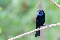 A Shiny Cowbird looking to the left while perched on a branch at Pouso Alegre Lodge, Northern Pantanal, Mato Grosso State, Brazil