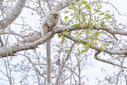 A Pale Titi Monkey, also called White-coated Titi, sits on a branch in a tree while eating leaves in the dry Chaco region of Alto Chaco, Paraguay