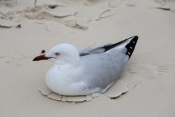 white seagull sitting on sand