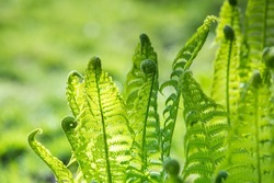 Colorful ferns leaves green foliage natural floral fern background in sunlight.
