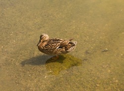 Mallard duck is swimming in the pond. The duck is floating in the river and look for food. Migration of migratory birds. Animal behavior in the wild. Observation of animals.