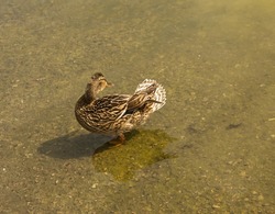 Mallard duck is swimming in the pond. The duck is floating in the river and look for food. Migration of migratory birds. Animal behavior in the wild. Observation of animals.