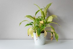 Disease houseplant. Wilting home flower Spathiphyllum in white pot against a light wall. Home green plant. Concept of home plant diseases. Abandoned home flower
