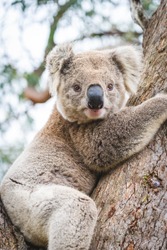 Cute koala hugging eucalyptus tree branch