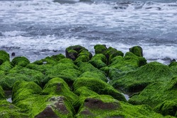Laomei Green Reef coastal landscape is one of the special landscape of Taiwan,in the spring, these rocks are covered with large amounts of seaweed