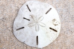 Bright white dried sand dollar, the skeleton of a sea urchin or sea biscuit, with some dirt on it against a beige background. Beach finds, beach combing, shell collection, taxonomy, science, marine.