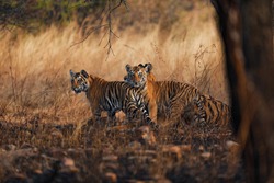 tigers with two cubs in golden light 
